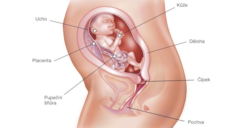 Fotografie (23. týždeň tehotenstva: Vývoj plodu a tehotenské zmeny)